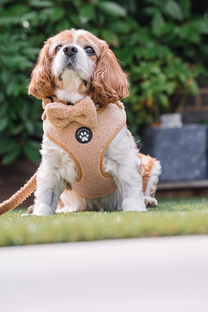 Teddy Brown Harness - Image 4