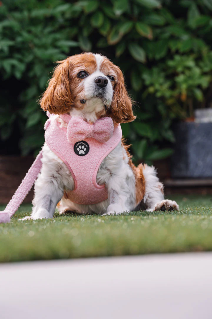 Teddy Pink Dog Harness – Build Your Own Bundle - Image 3