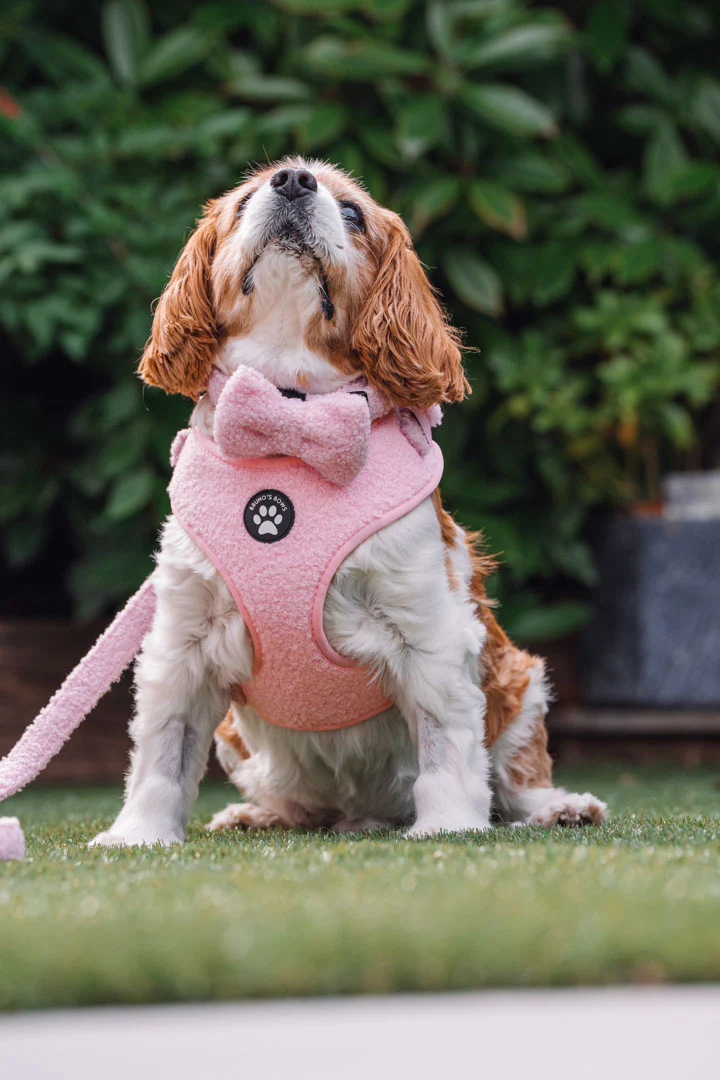 Teddy Pink Harness - Image 4